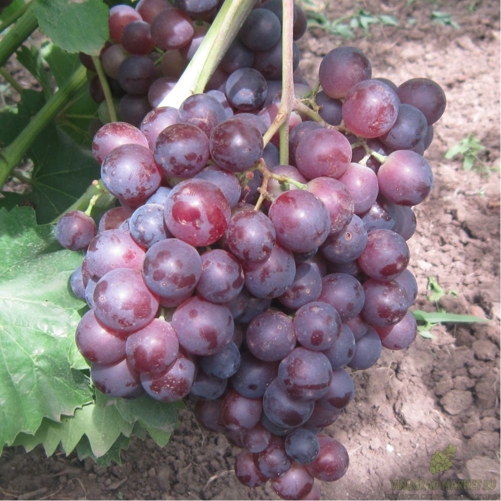 Мускат молдавский виноград
